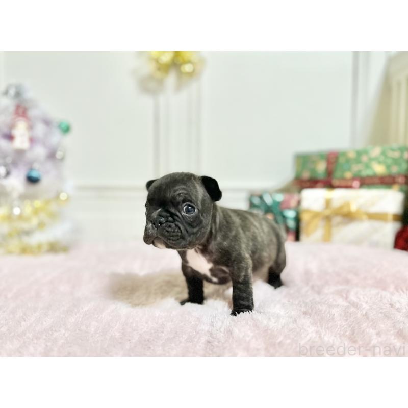 販売中の京都府のフレンチブルドッグ-432617の4枚目