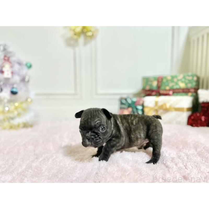 販売中の京都府のフレンチブルドッグ-432617の3枚目