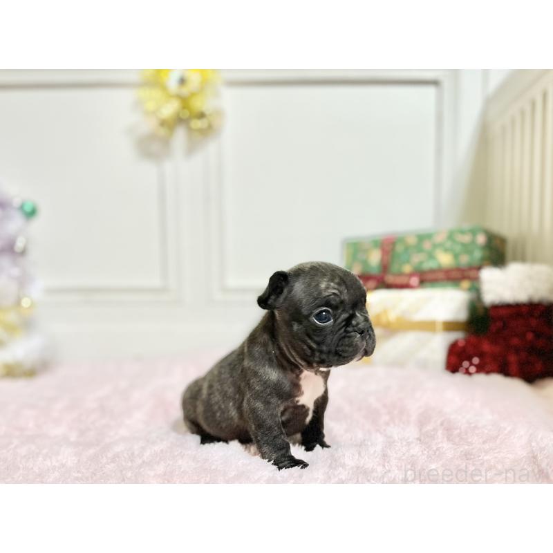 販売中の京都府のフレンチブルドッグ-432617の2枚目