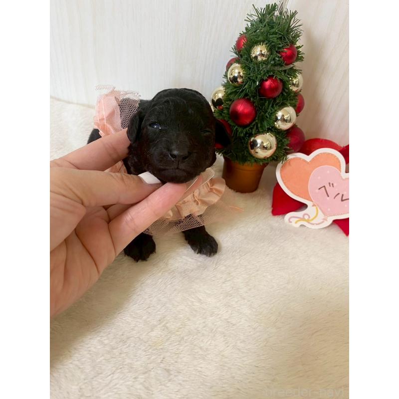 販売中の兵庫県のタイニープードル-432618の5枚目