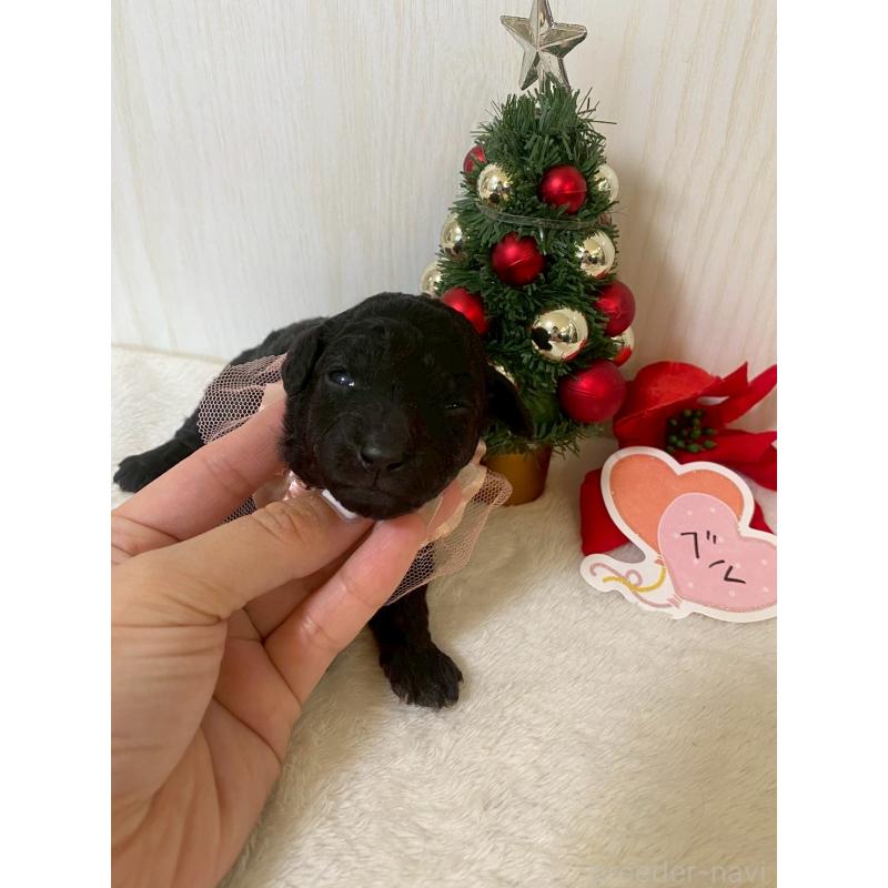 販売中の兵庫県のタイニープードル-432618の4枚目