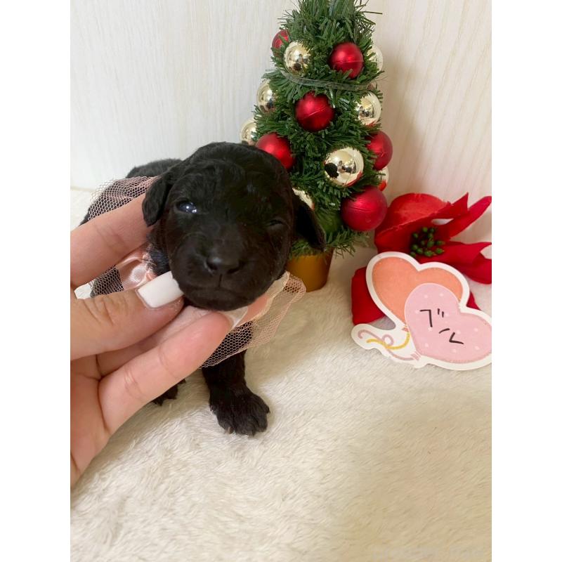 販売中の兵庫県のタイニープードル-432618の3枚目