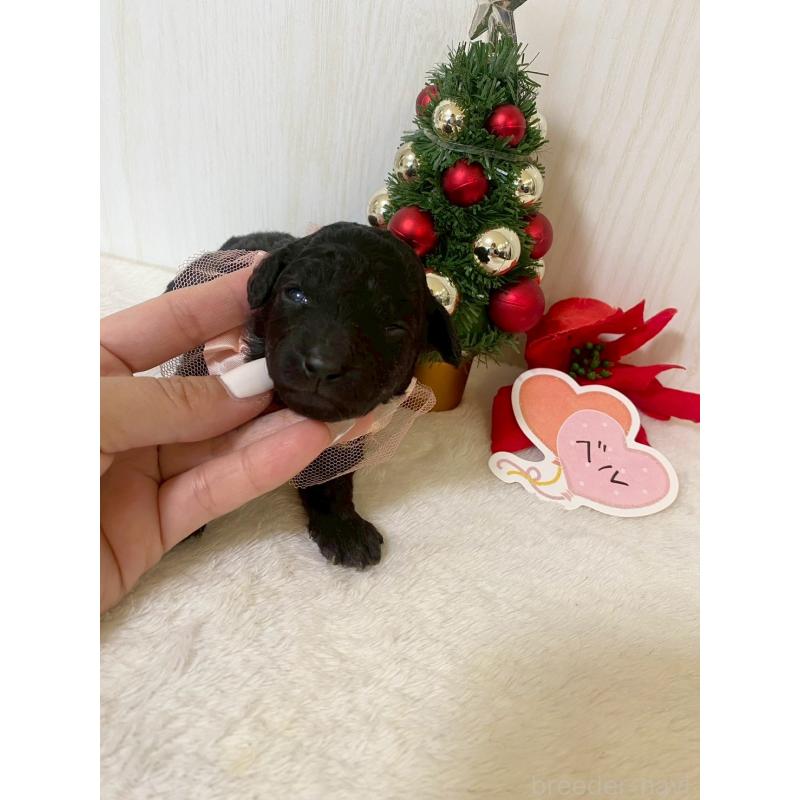 販売中の兵庫県のタイニープードル-432618の2枚目