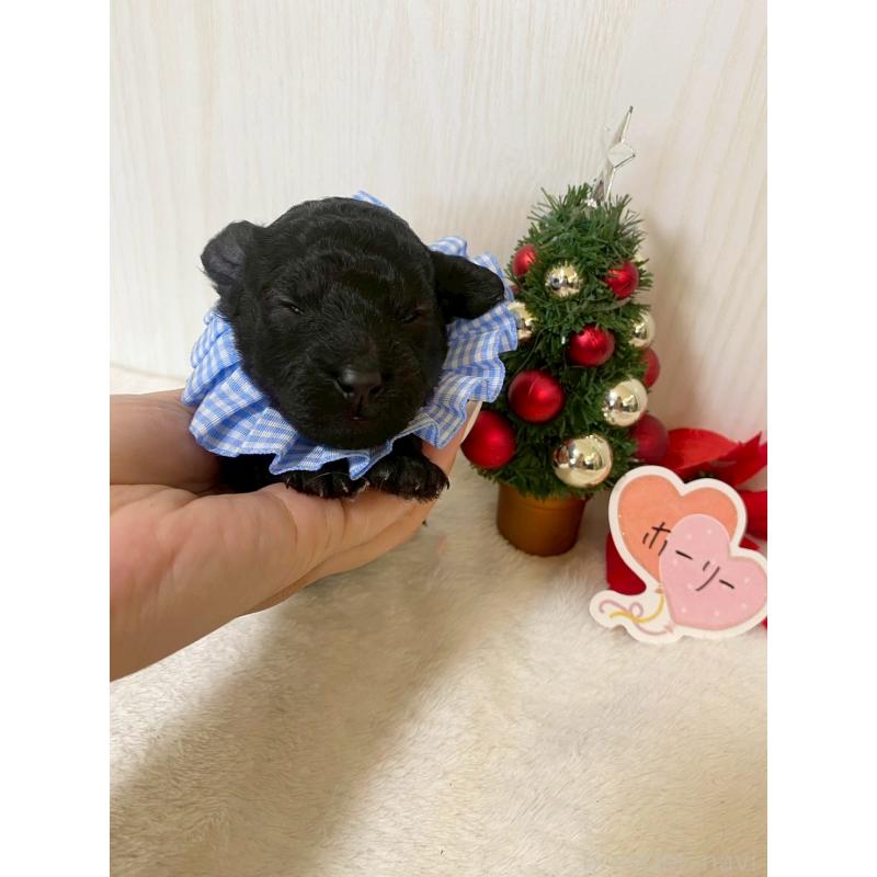 販売中の兵庫県のタイニープードル-432619の5枚目