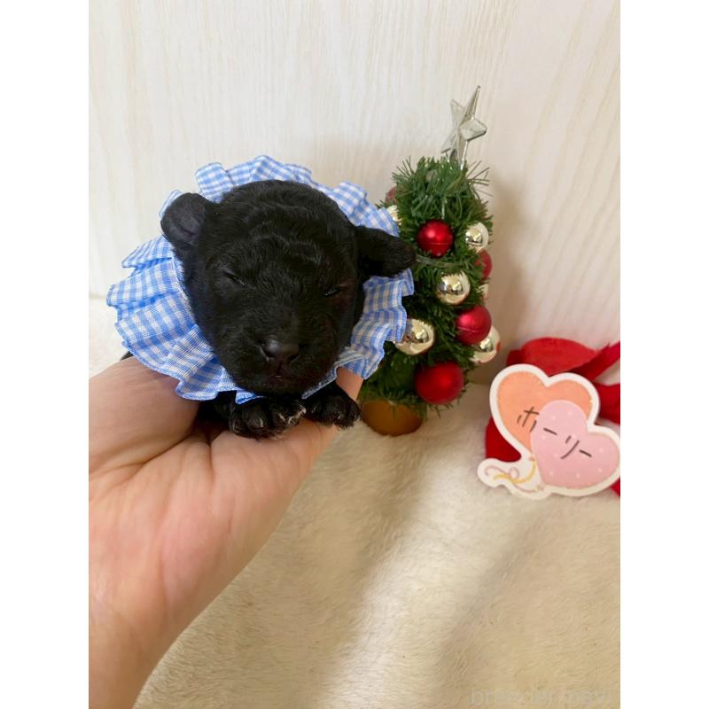 販売中の兵庫県のタイニープードル-432619の4枚目