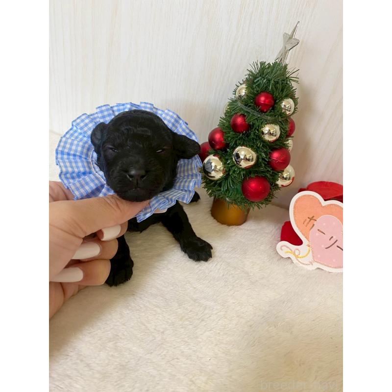 販売中の兵庫県のタイニープードル-432619の3枚目