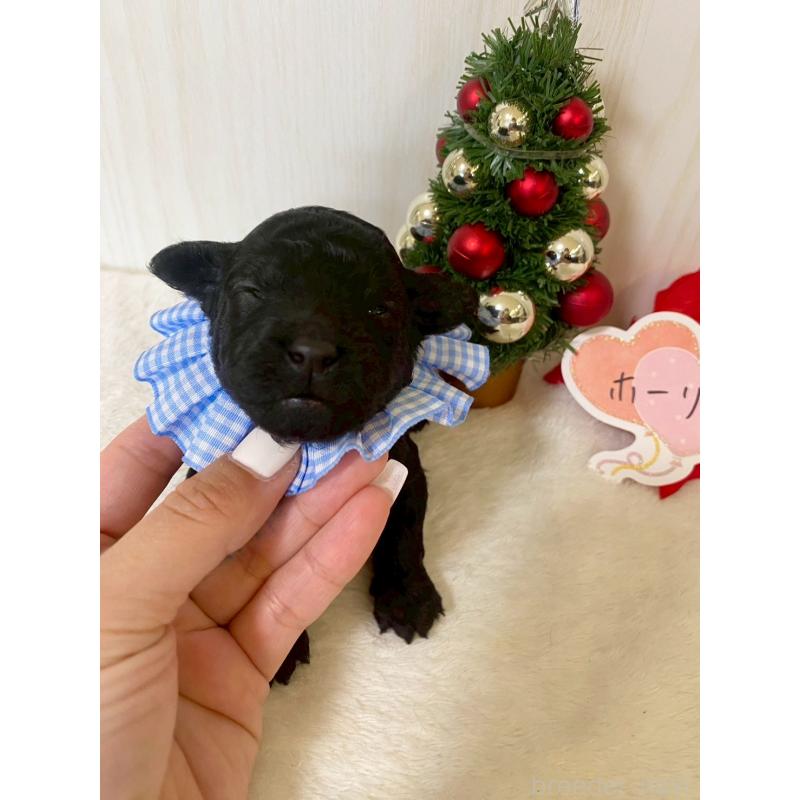 販売中の兵庫県のタイニープードル-432619の2枚目