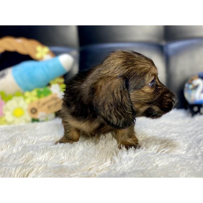 成約済の岐阜県のミニチュアダックスフンド(ロングヘアード)-429148の9枚目