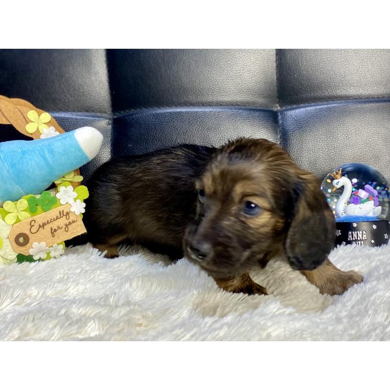 成約済の岐阜県のミニチュアダックスフンド(ロングヘアード)-429148の7枚目