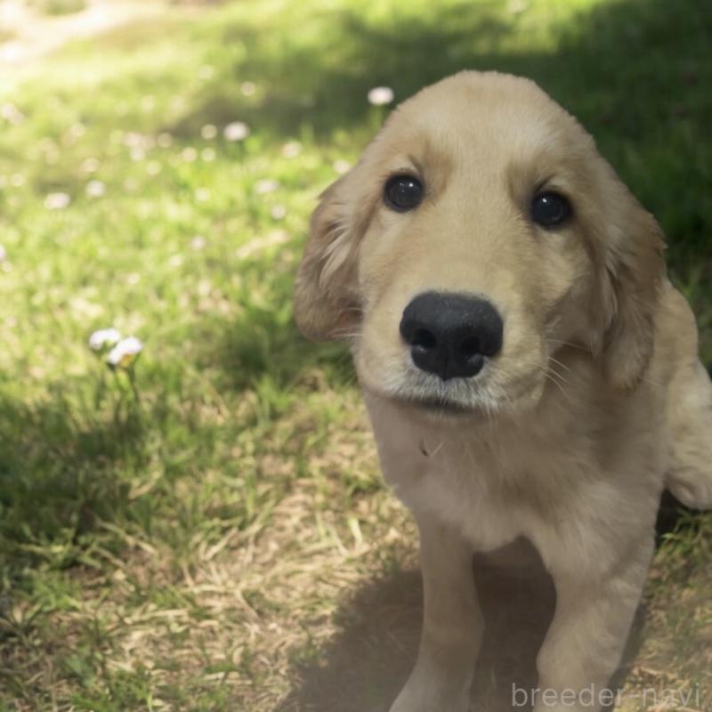販売中の福岡県のゴールデンレトリーバー-417204