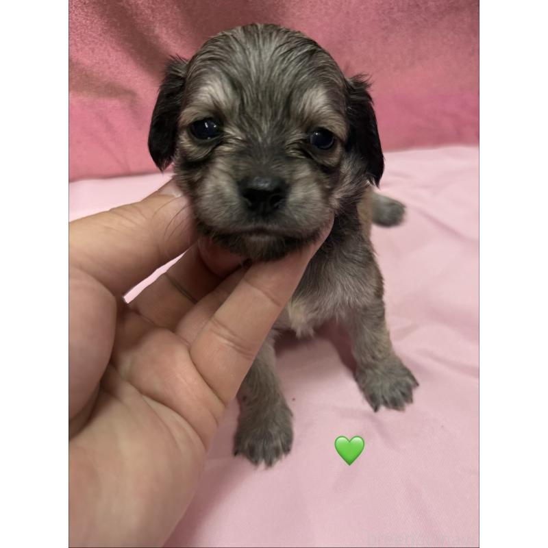 販売中の愛知県のチワックス:チワワ×ミニチュアダックスフンド-430979