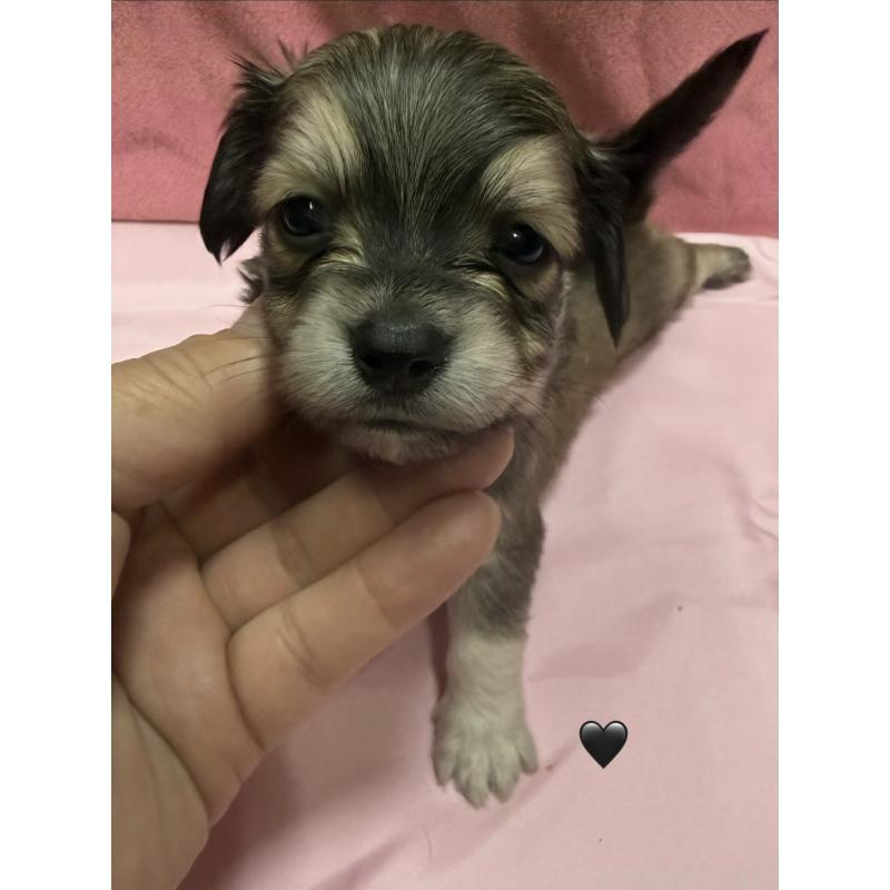 販売中の愛知県のチワックス:チワワ×ミニチュアダックスフンド-430981の9枚目