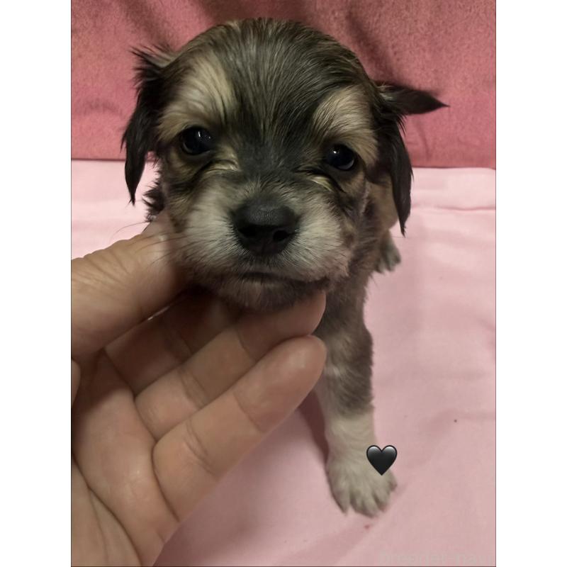 販売中の愛知県のチワックス:チワワ×ミニチュアダックスフンド-430981