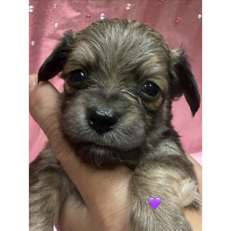 販売中の愛知県のチワックス:チワワ×ミニチュアダックスフンド-430983の11枚目