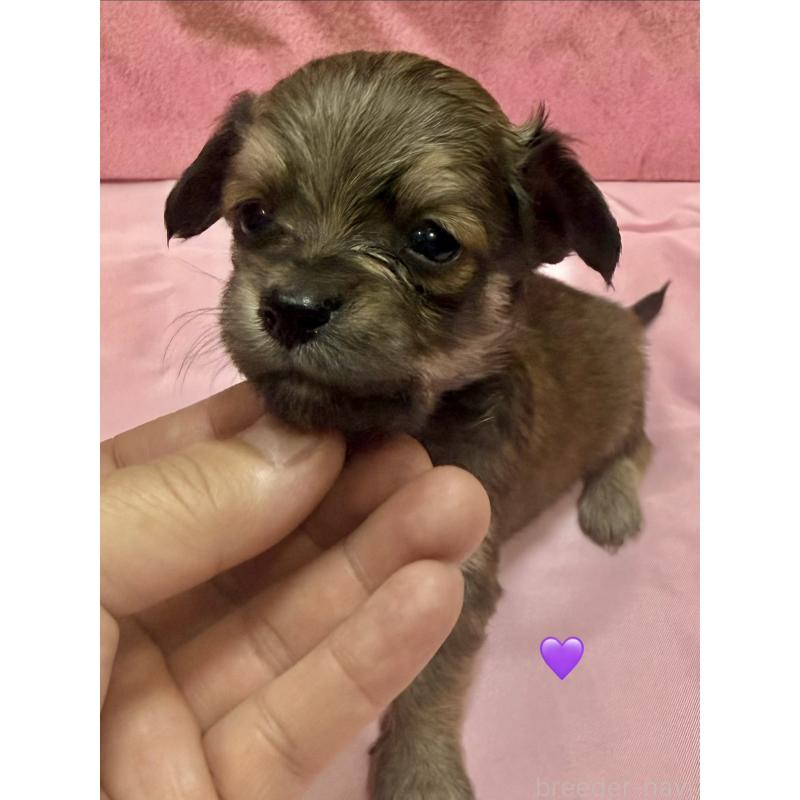 販売中の愛知県のチワックス:チワワ×ミニチュアダックスフンド-430983