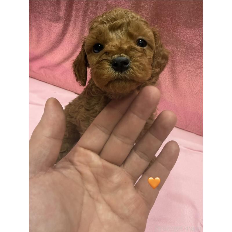 販売中の愛知県のトイプードル-429423