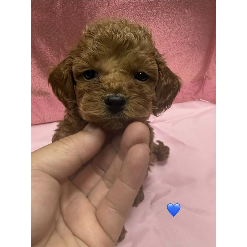 販売中の愛知県のトイプードル-429424