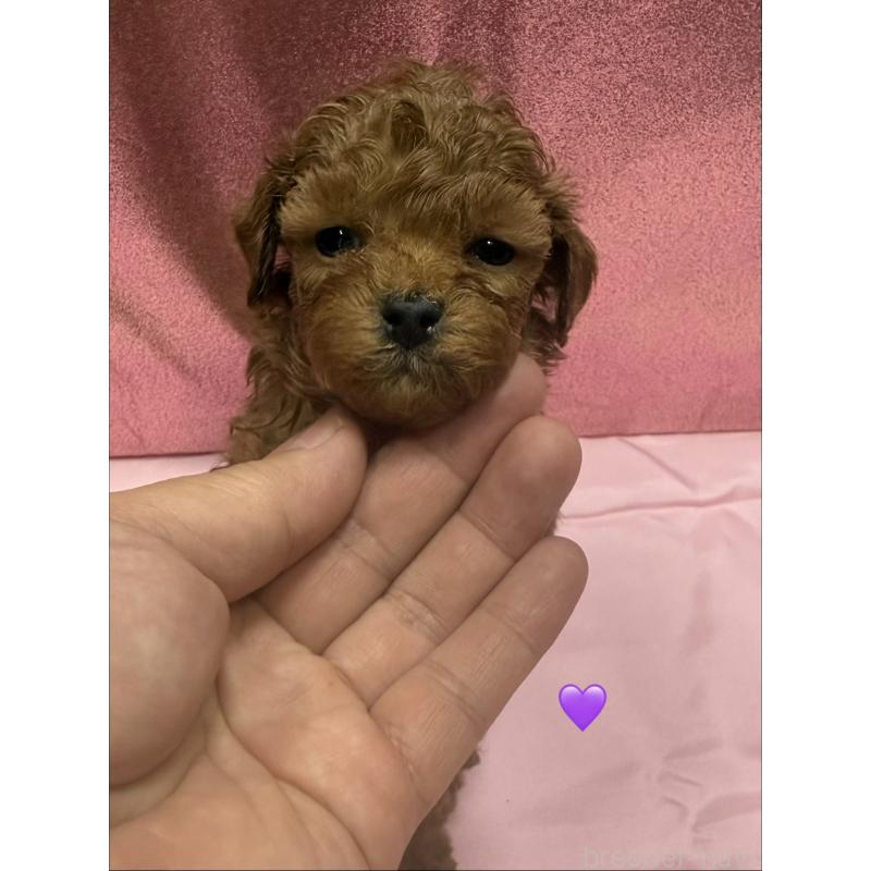 販売中の愛知県のトイプードル-429425