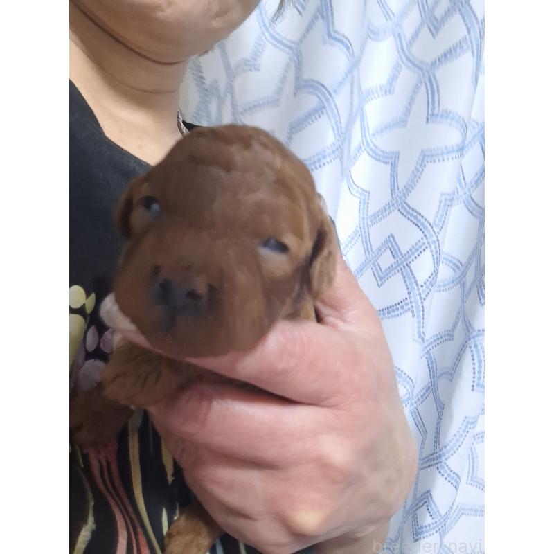 販売中の群馬県のタイニープードル-432451の3枚目