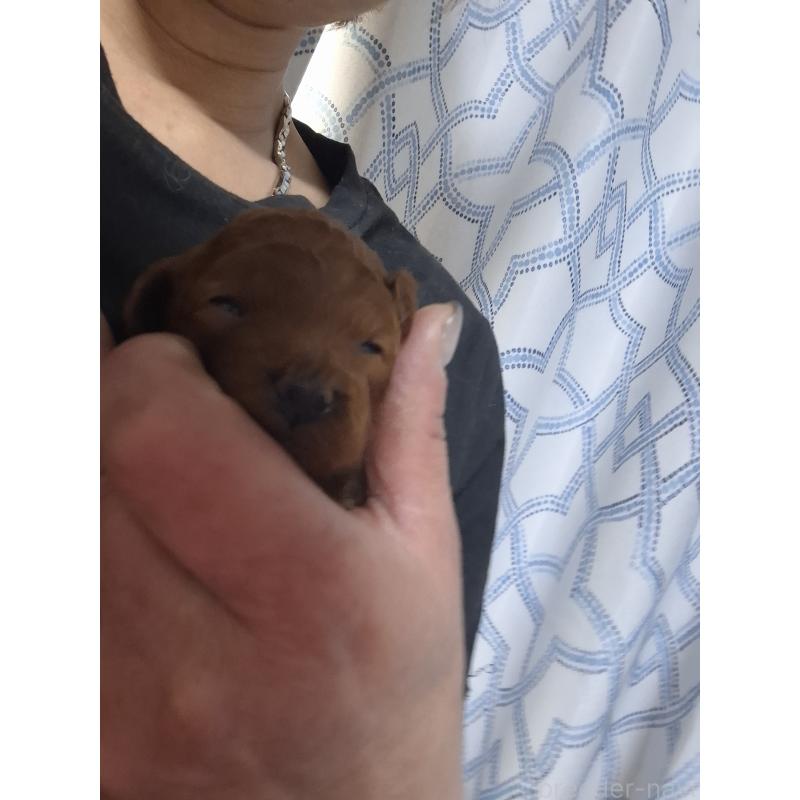 販売中の群馬県のタイニープードル-432451の2枚目