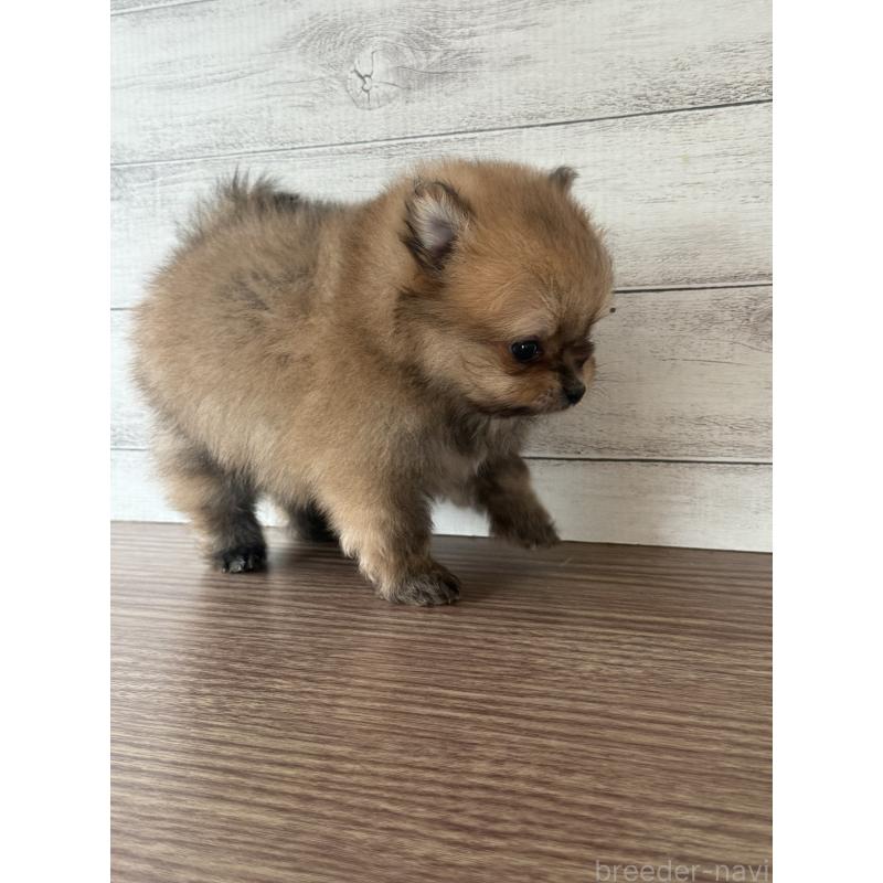 販売中の三重県のポメラニアン-432452の5枚目