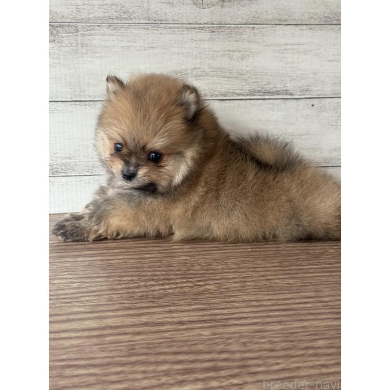 販売中の三重県のポメラニアン-432452の4枚目