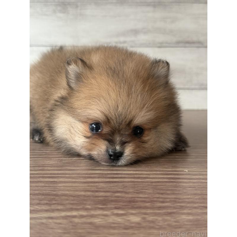 販売中の三重県のポメラニアン-432452の3枚目