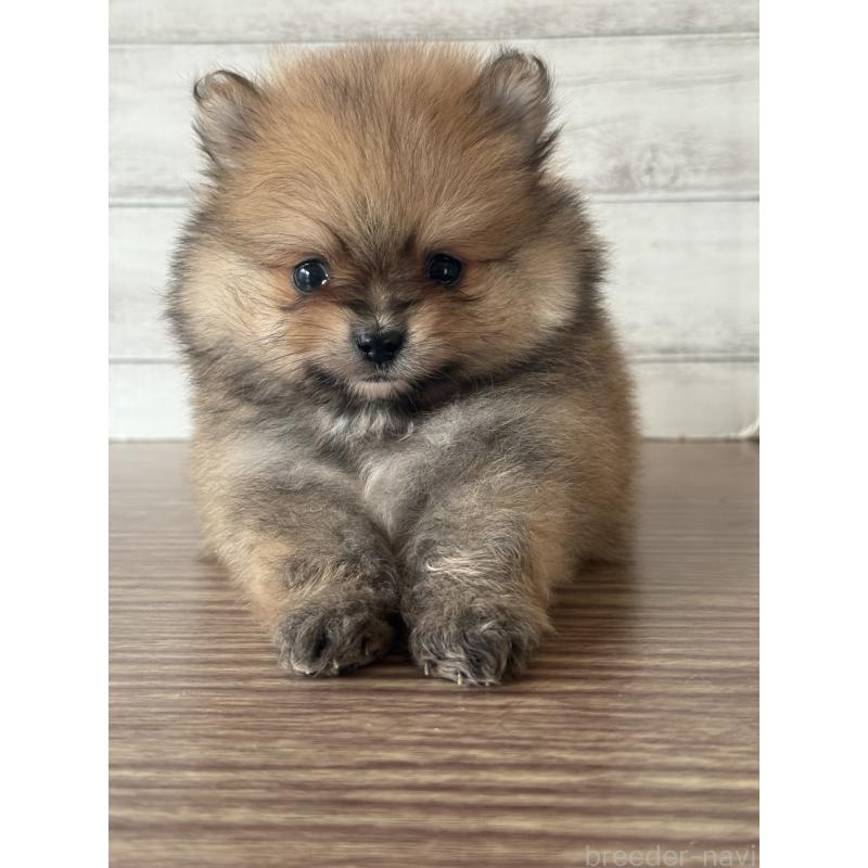 販売中の三重県のポメラニアン-432452の2枚目
