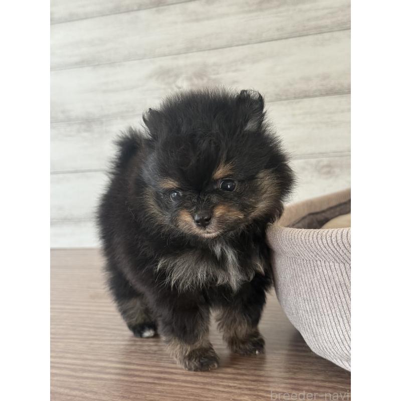 販売中の三重県のポメラニアン-432453の5枚目