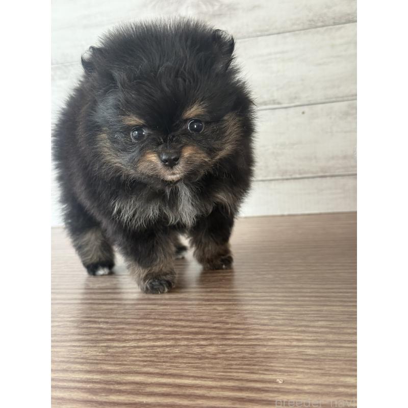 販売中の三重県のポメラニアン-432453の4枚目