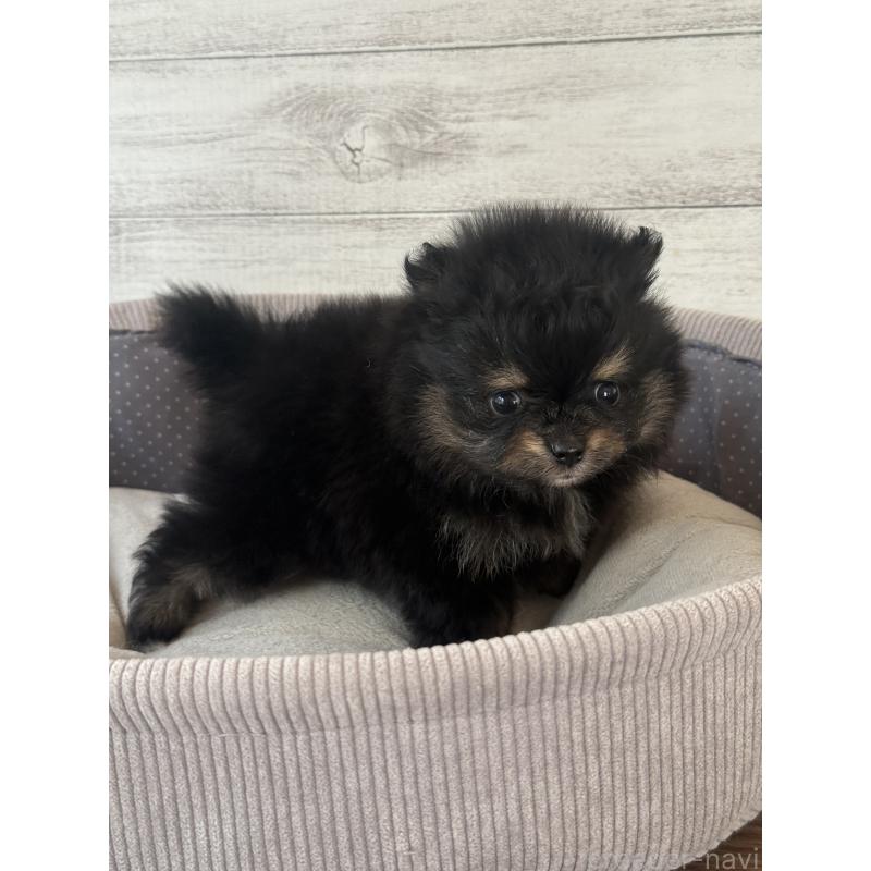 販売中の三重県のポメラニアン-432453の3枚目