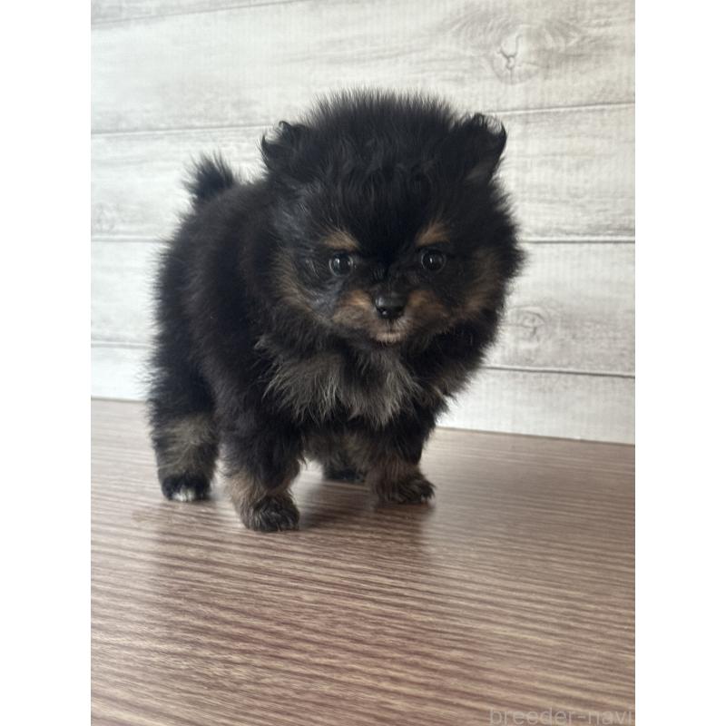 販売中の三重県のポメラニアン-432453の2枚目