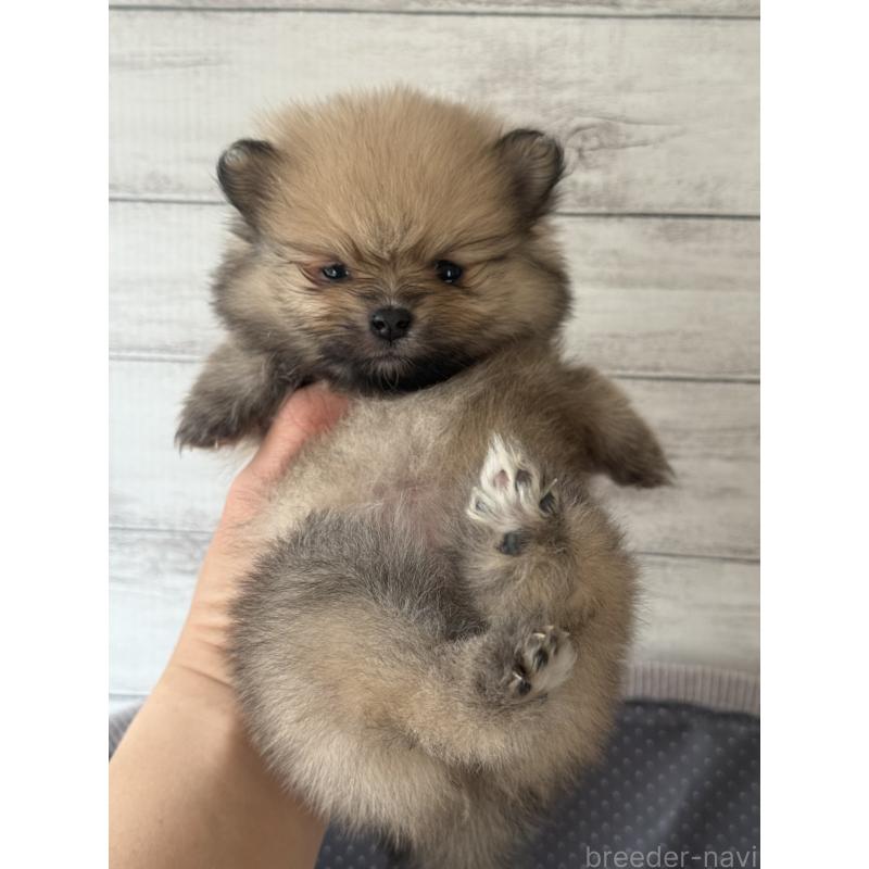 販売中の三重県のポメラニアン-432454の5枚目