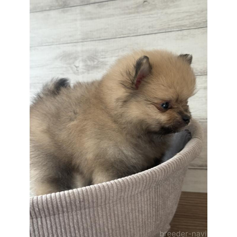 販売中の三重県のポメラニアン-432454の4枚目