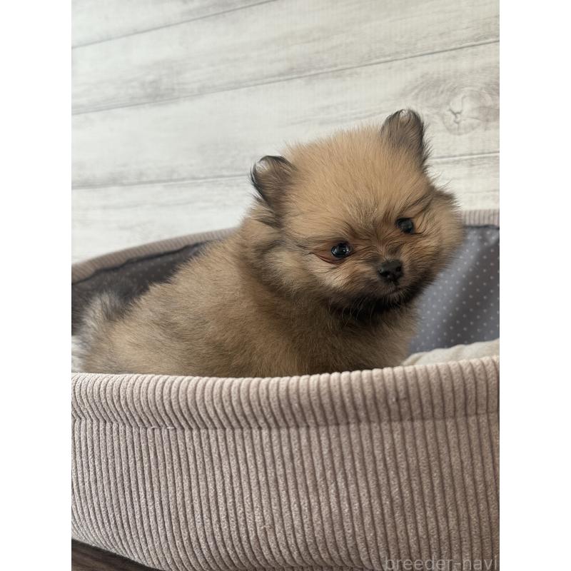 販売中の三重県のポメラニアン-432454の3枚目