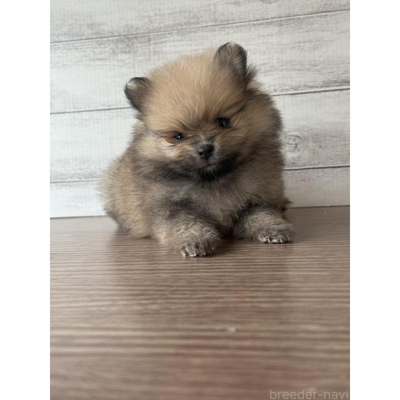 販売中の三重県のポメラニアン-432454の2枚目