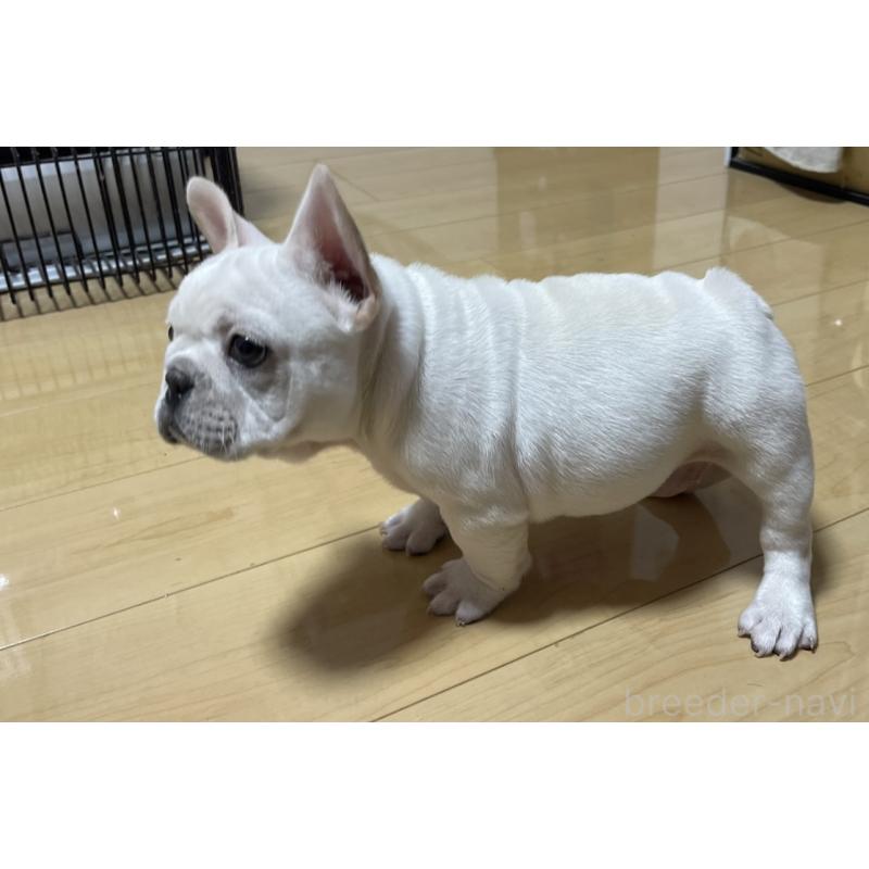 販売中の茨城県のフレンチブルドッグ-419535