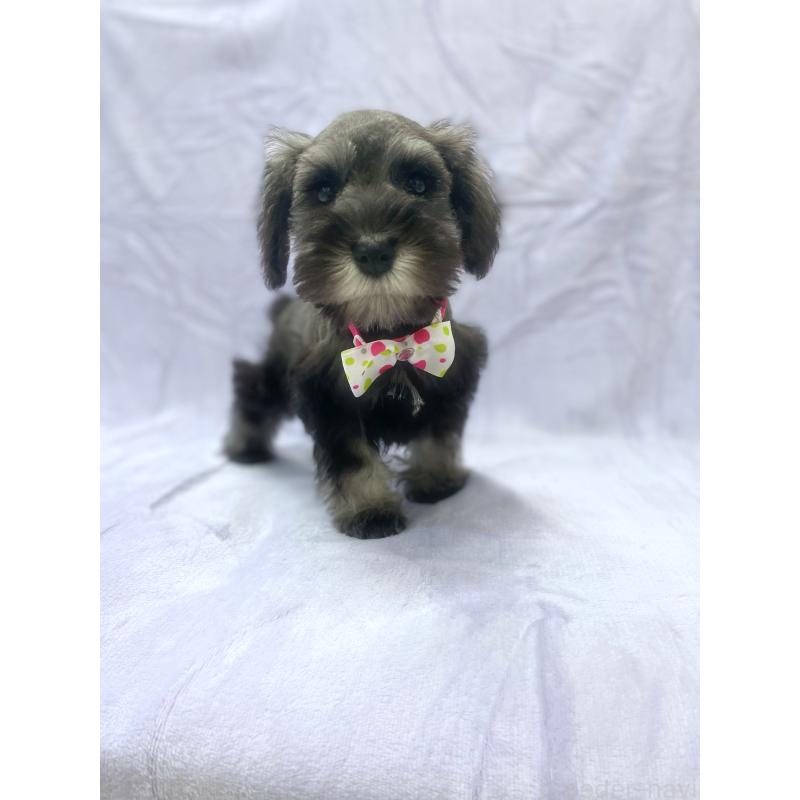 販売中の福岡県のミニチュアシュナウザー-432455の8枚目