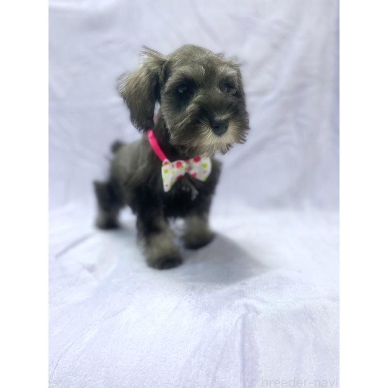 販売中の福岡県のミニチュアシュナウザー-432455の7枚目