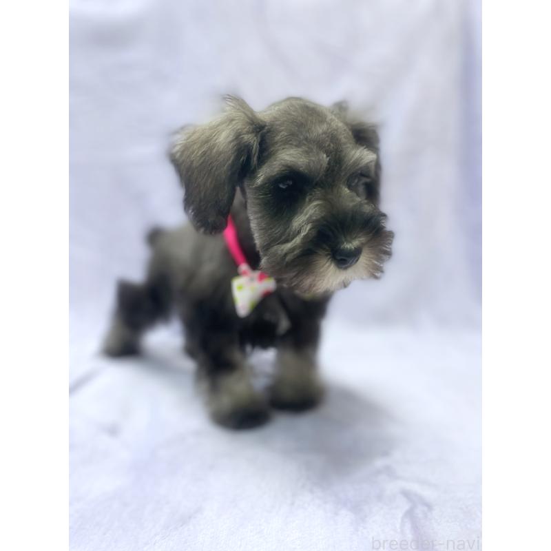 販売中の福岡県のミニチュアシュナウザー-432455の6枚目