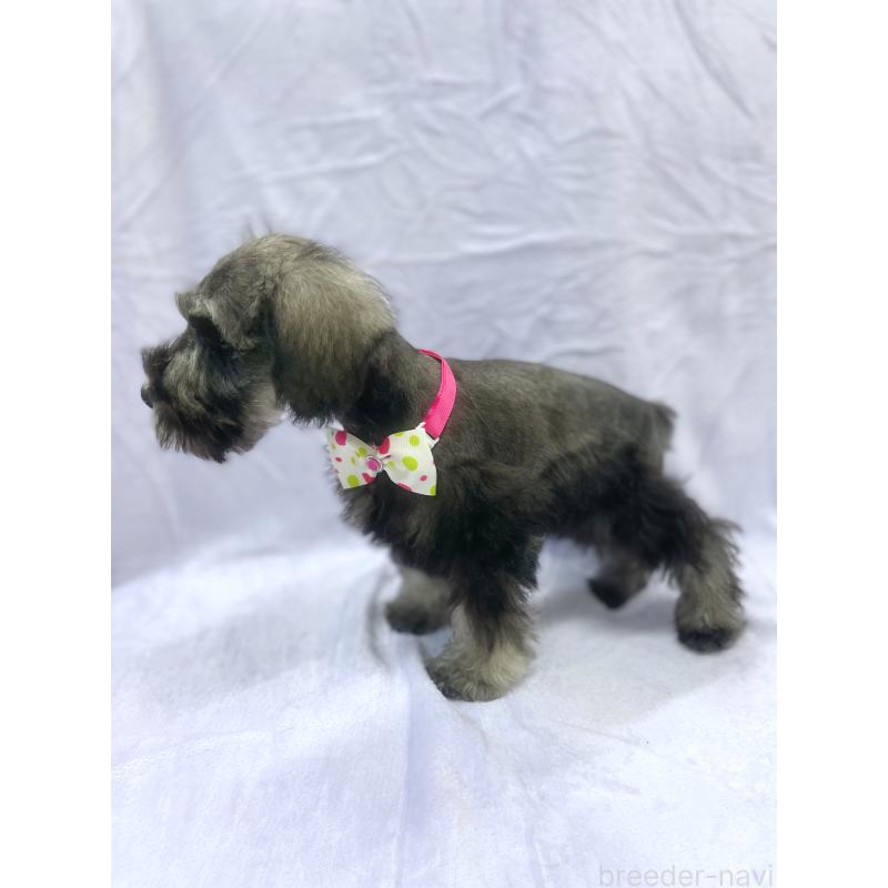 販売中の福岡県のミニチュアシュナウザー-432455の5枚目