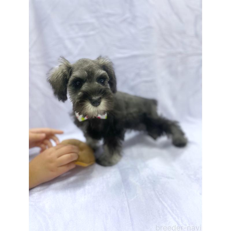 販売中の福岡県のミニチュアシュナウザー-432455の4枚目