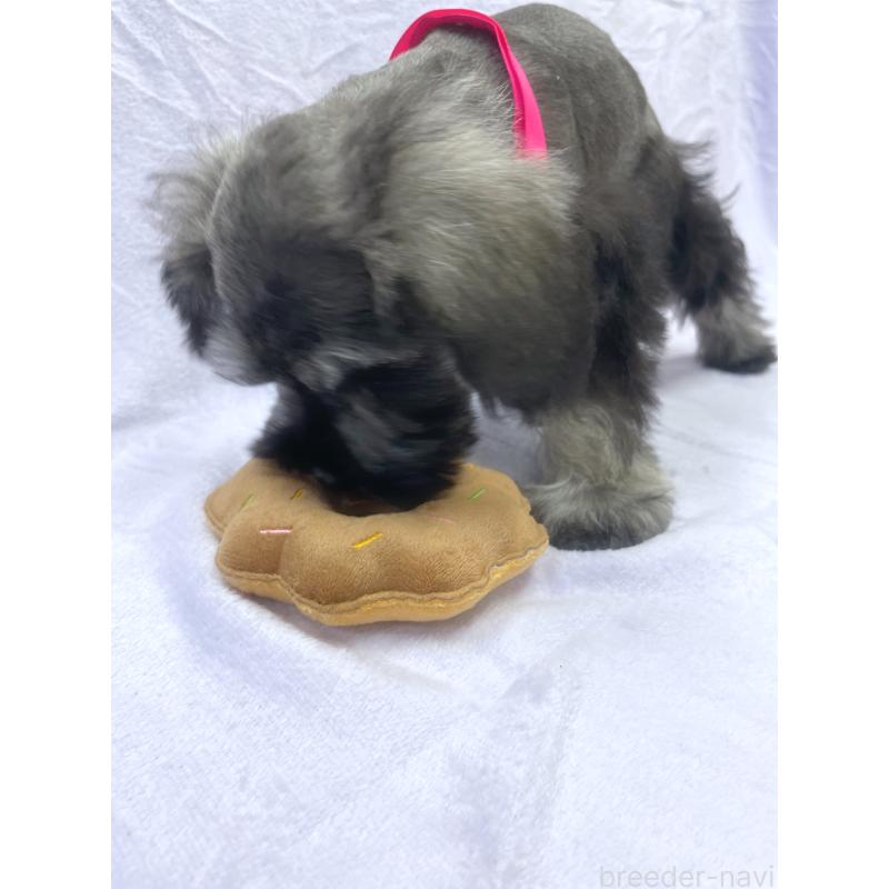 販売中の福岡県のミニチュアシュナウザー-432455の3枚目