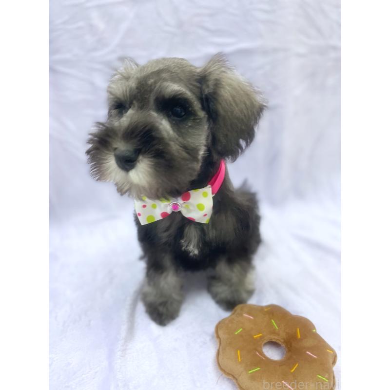 販売中の福岡県のミニチュアシュナウザー-432455の2枚目