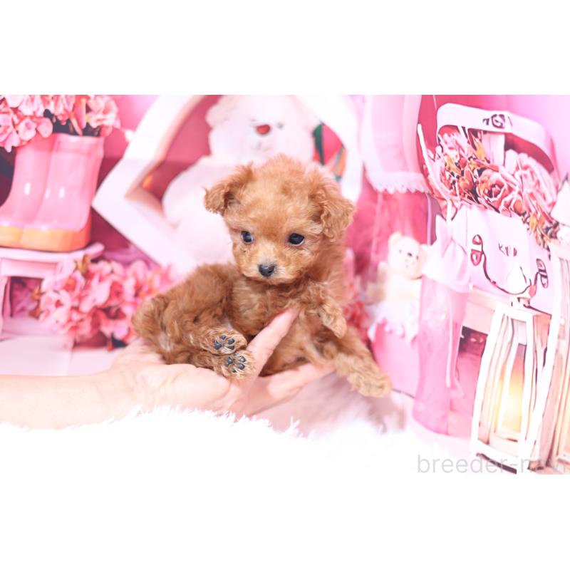 販売中の大阪府のティーカッププードル-432459の2枚目