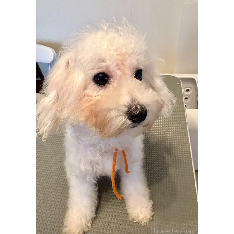 販売中の東京都のミックス犬-404061の1枚目