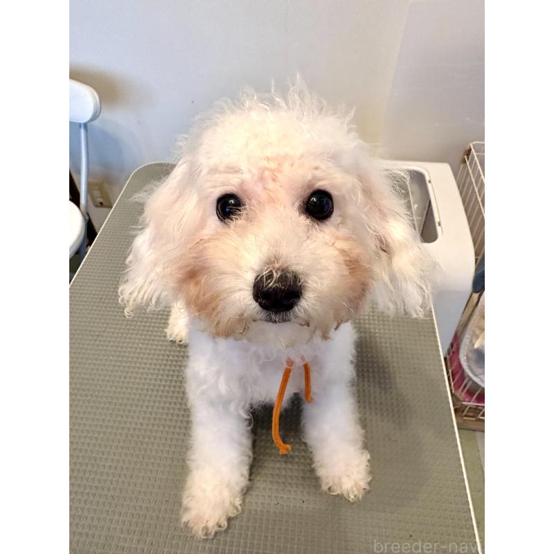 販売中の東京都のミックス犬-404061の5枚目