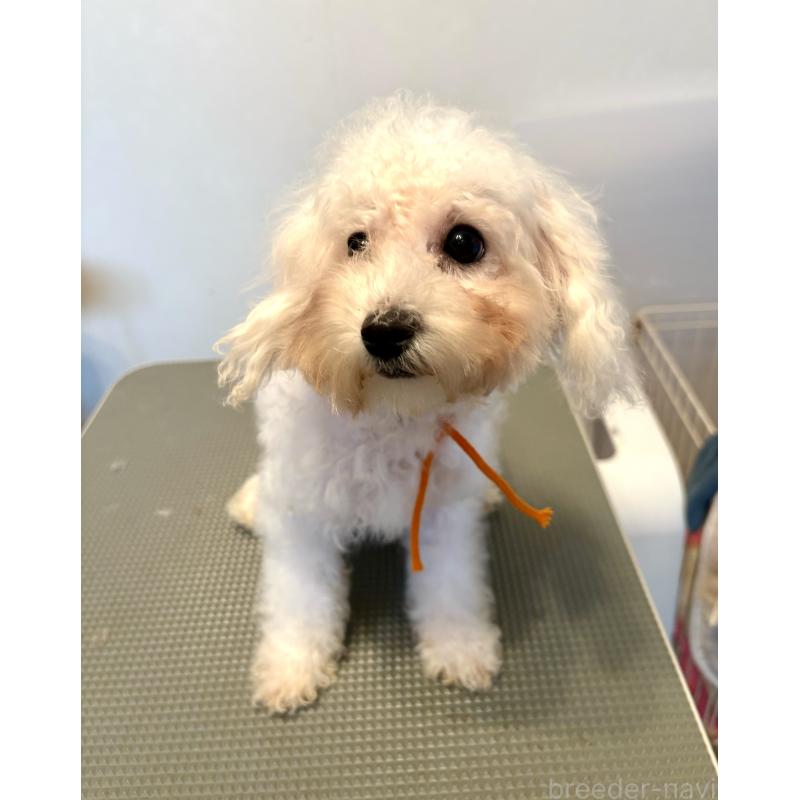 販売中の東京都のミックス犬-404061の4枚目