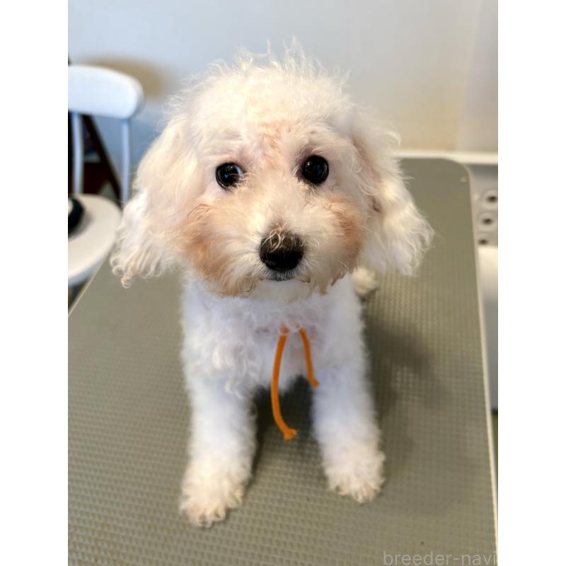 販売中の東京都のミックス犬-404061の3枚目