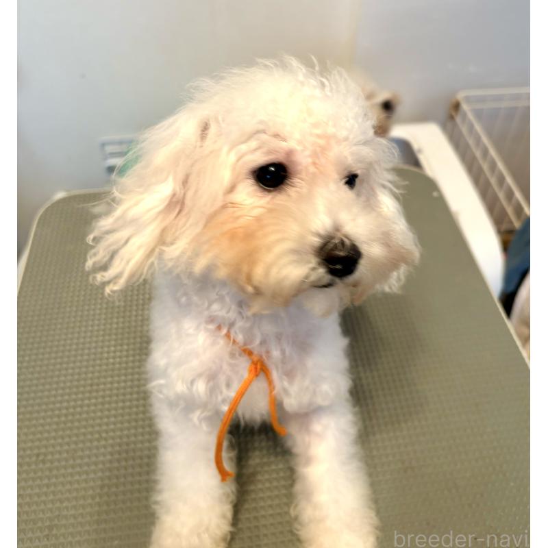 販売中の東京都のミックス犬-404061の2枚目